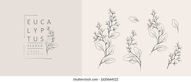 Seeded eucalyptus logo and branch. Hand drawn wedding herb, plant and monogram with elegant leaves for invitation save the date card design. Botanical rustic trendy greenery vector illustration
