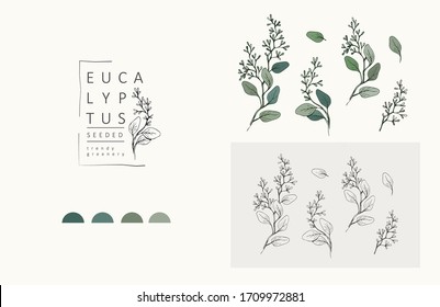 Seeded eucalyptus logo and branch. Hand drawn wedding herb, plant and monogram with elegant leaves for invitation save the date card design. Botanical rustic trendy greenery vector illustration - Shutterstock ID 1709972881