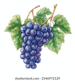 seedless Grape fruit watercolor clipart illustration