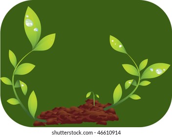 seedling