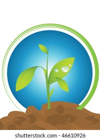 seedling