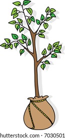 Seedling