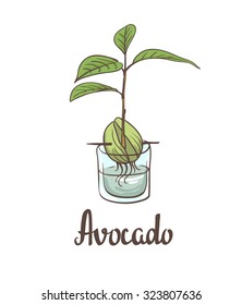 A seedling of avocado on a laboratory flask. Vector illustration