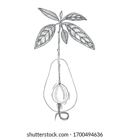 Seedling Avocado.Collection of hand-drawn flowers and plants. Tropical plant.