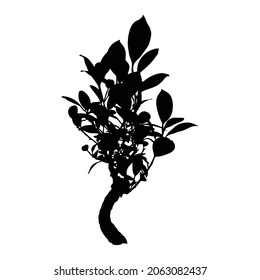 Seedling with big leaves growing silhouette. Small tree sprout. Organic agriculture natural products development concept. Gardening plant and ecology. Early stage of young plant tree shape. Vector. 