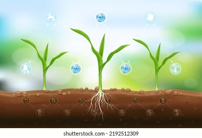 Seedling corn growing from fertile ground with underground roots and fertilizer close up and have technology icon about minerals. Agriculture concept. Use ad the agricultural industry. Vector EPS10. - Shutterstock ID 2192512309