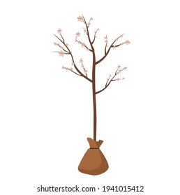 A seedling of a flowering apple or cherry tree. Vector illustration for agricultural booklets, garden banner, on a white background. Sale of seeds and seedlings.