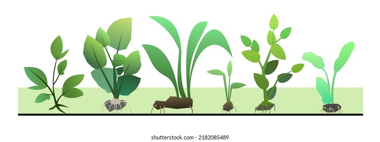 Seedling garden plants with roots. Sowing agricultural material. Isolated on white background. Vector.