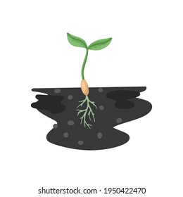 Seedling, the germinated seed of a plant in the ground, roots and two green leaves. Small plant, the growth process of a flower or tree. Vector flat cartoon illustration