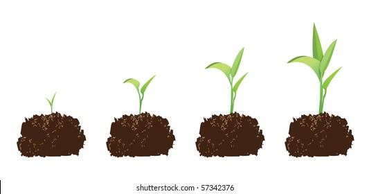 seedling or germination of a seed, to illustrate concept of growth.