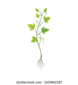 Seedling of Grape Plant with Thin Roots Isolated on White Background Vector Element