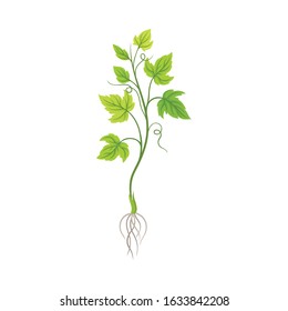 Seedling of Grape Plant with Thin Roots Isolated on White Background Vector Element