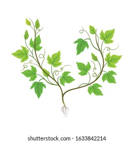 Seedling of Grape Plant with Thin Roots Isolated on White Background Vector Element