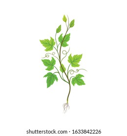 Seedling of Grape Plant with Thin Roots Isolated on White Background Vector Element
