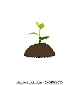 Seedling growing in soil. Small green sprout with green leaves. 