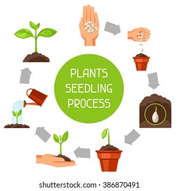 Seedling infographics with phases of plant growth. Image for advertising booklets, banners, flayers and articles.