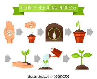 infografía de plántulas con fases de crecimiento de plantas. Imagen para folletos publicitarios, banners, flayers y artículos.