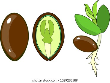 Seedling and internal structure of dicot seed