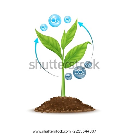 Seedling with leaf green grows from seed in soil. Tree photosynthesis process absorbs carbon dioxide CO2 greenhouse gas and produces oxygen O2 molecules. Save nature environment ecology. Vector.