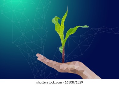 Seedling maize low polygon style on hand illustration vector, agriculture digital technology concepts