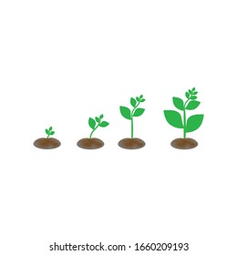 Seedling on white background, Illustrations phases plant growth.