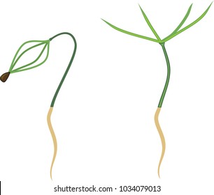 Seedling of pine-tree with green needles and root on white background