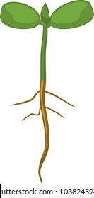 Seedling with root and two green leaves on white background