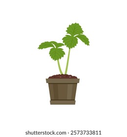 Seedling of strawberry plant in pot isolated on white background. Vector cartoon flat illustration. Gardening icon