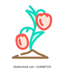 seedling tomato color icon vector. seedling tomato sign. isolated symbol illustration