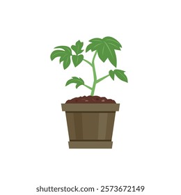 Seedling of tomato plant in pot isolated on white background. Vector cartoon flat illustration. Gardening icon