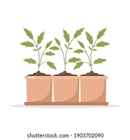 Seedling of tomatoes in pots. Growing gardening plants. Vegetarian and ecological products. Vector illustration in flat cartoon style.