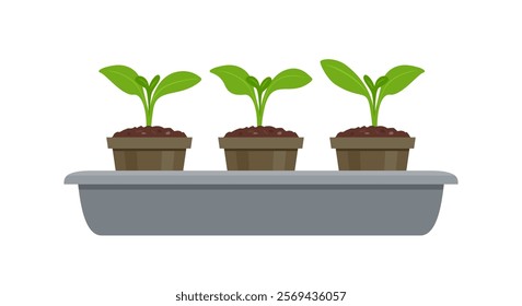Seedling tray with sprouts plants in pots. Gardening concept. Vector cartoon flat illustration.