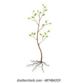 Seedling tree with roots, colorful illustration. Vector