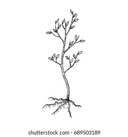 Seedling Tree With Roots, Sketch Illustration. Vector