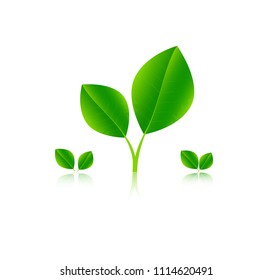 Seedling vector. Realistic green leaf. Green tea