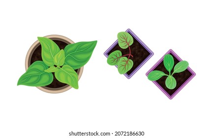 Seedling or Young Plant Growing in Plastic Pot or Box Above View Vector Set