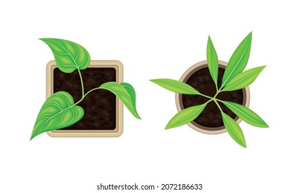 Seedling Or Young Plant Growing In Plastic Pot Or Box Above View Vector Set