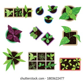 Seedling or Young Plants Growing in Plastic Pots and Boxes Above View Vector Set