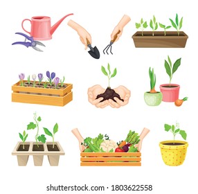 Seedling or Young Plants Growing in Plastic Pots Vector Set