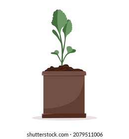 Seedlings of cabbage plants in pots. Cultivation of garden plants. Plant care. Vector illustration in a flat style.