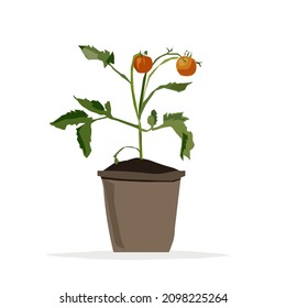 Seedlings of cherry tomatoes in a pot. Vector trendy flat style. Unique artwork for your design. Cartoon.  Gardening. 