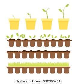 Las plántulas en diferentes macetas germinan