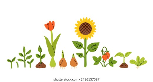 Seedlings, Germination of sprouts for planting. Spring flowers, tulip, sunflower, strawberry. Set of hand drawn vector illustration isolated on white background.