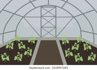 Seedlings in the greenhouse. Vector drawing of a greenhouse with seedlings.