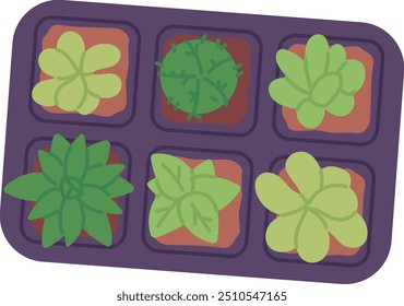 Seedlings growing in box. Home gardening color icon isolated on white background