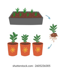 Seedlings growing process in tray in flat cartoon design. Growing green stems in box, picking saplings with roots into separate ceramic pots. Gardening and farming instruction. Vector illustration