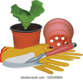 seedlings of lettuce on white background with plastic jar