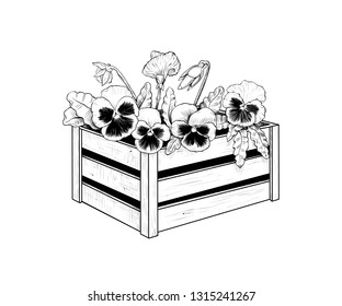 
 Seedlings of Pansies in a wooden box.Vintage ink drawing. Vector illustration.
