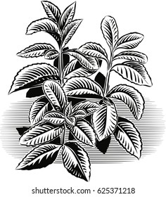 Seedlings of peppermint on white background.