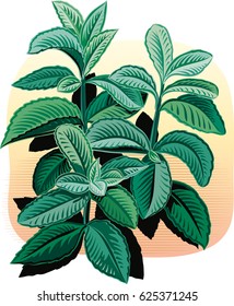 Seedlings of peppermint on white background.
